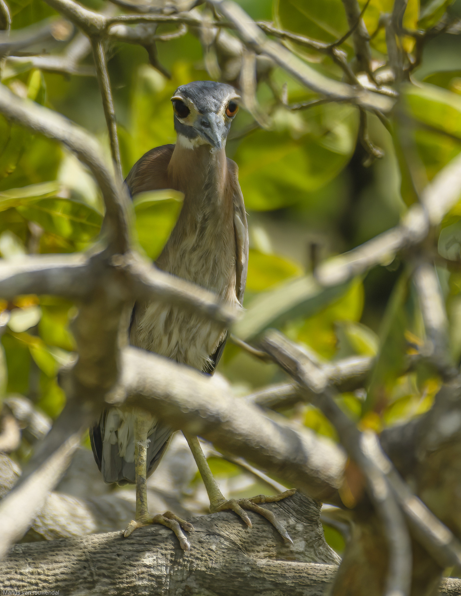 image White-backed Night Heron